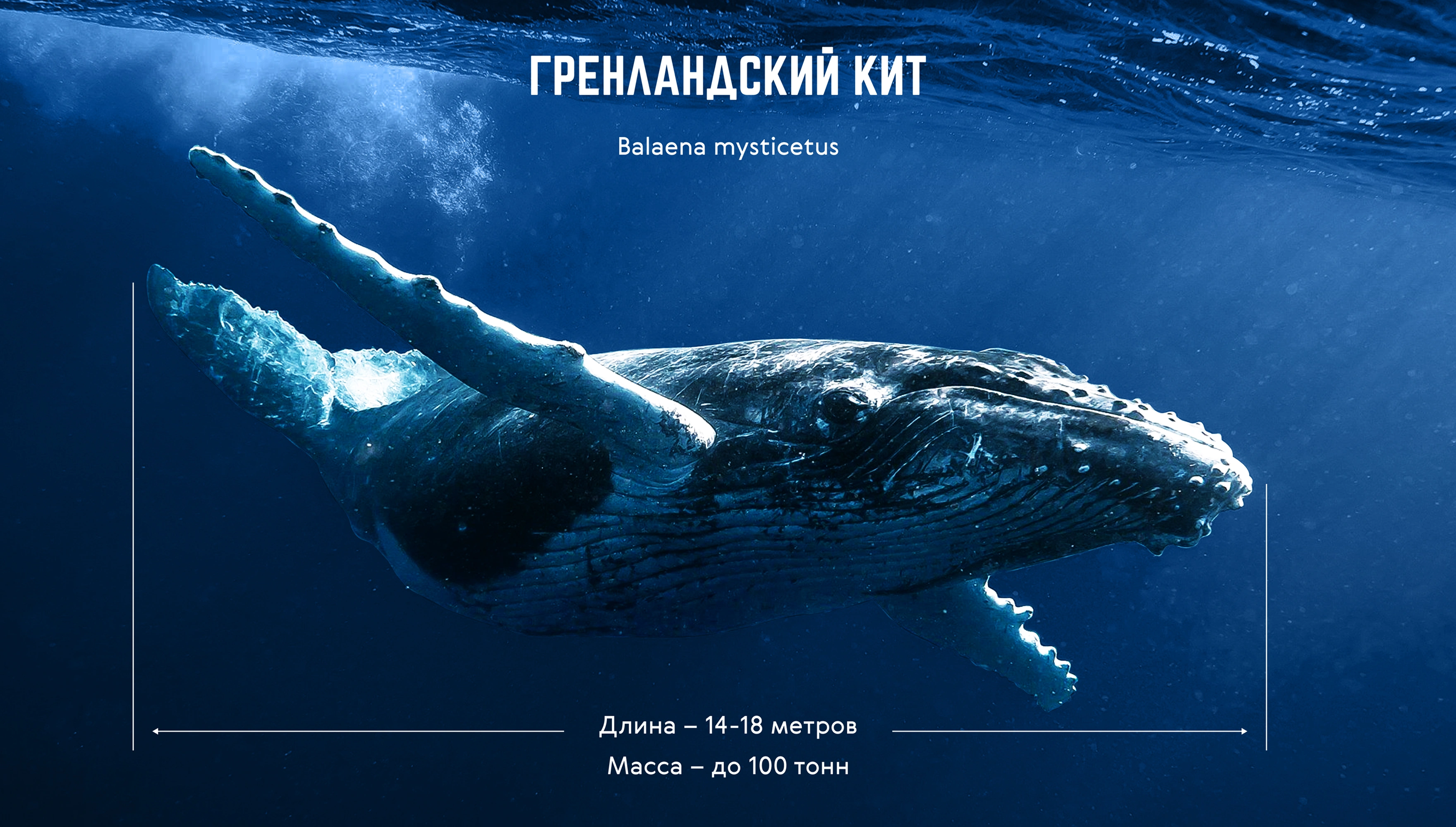 mira_web_site_mokm_ui_23